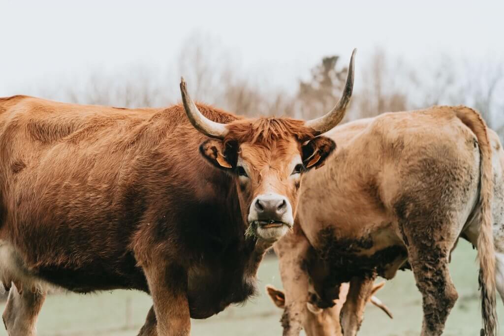 Cow attack